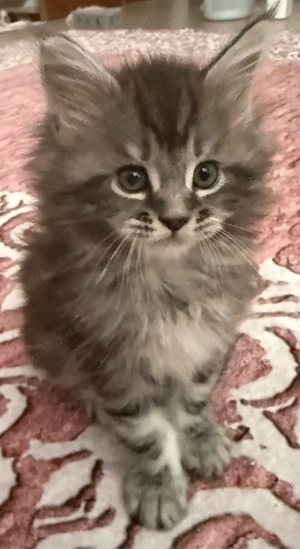 Ein kleiner Blick, ein großes Herz   Maine coon sucht dich!