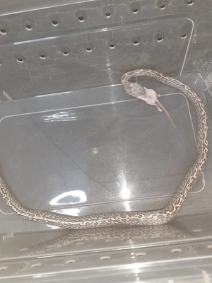 1.3 kornnatter adult zuchtgruppe