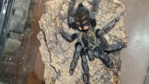 Wunderschöne Psalmopoeus irminia (Venezolanische Sonnenanzeiger) Tausche auch!