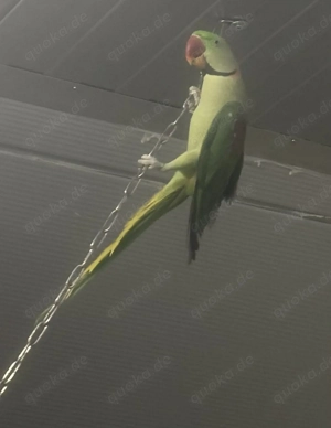 1.1 Großer Alexandersittich 