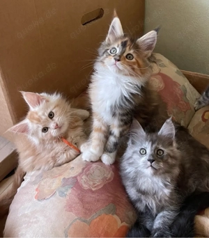 Maine coon kitten eltern haben stammbau