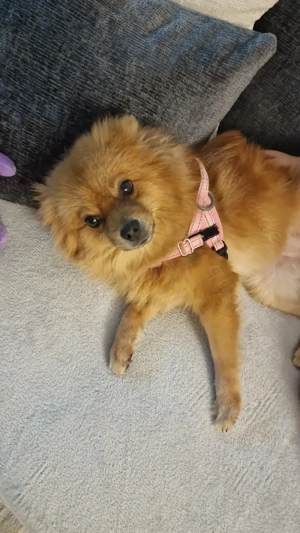 Pomeranian-Hündin 3,5 Jahre alt, braun   gesund & liebevoll