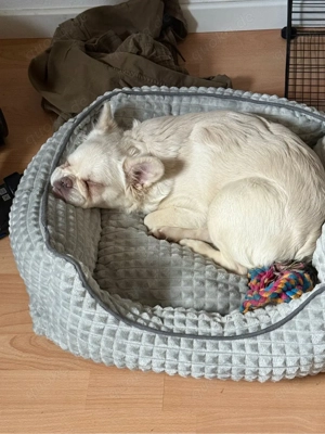 fluffy Frenchie Pink 