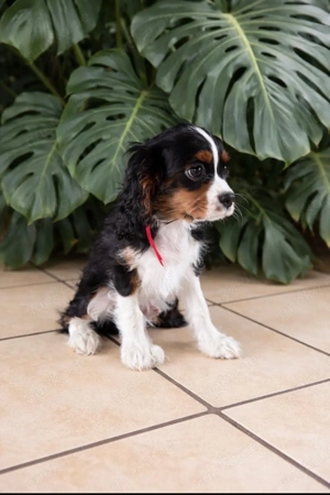 Cavalier King Charls Spaniel
