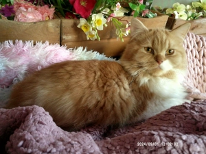 Extralieber traumhaft schöner rot gestromter(!) Angora-Welpenkater mit weißen Abzeichen zu vergeben!