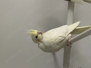 Nymphensittich Gelbwangen Lutino henne