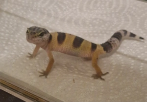 Leopardgecko