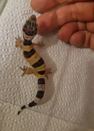 Leopardgecko Bild 5
