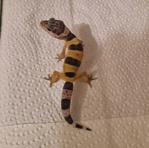 Leopardgecko Bild 4