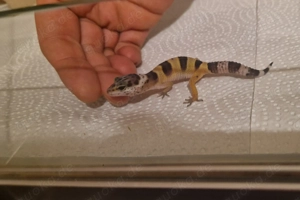 Leopardgecko Bild 6