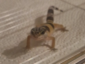 Leopardgecko Bild 3