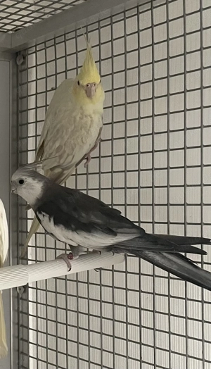 Nymphensittich pastell Wange Falbe Bronze paar 