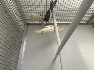 Nymphensittich pastell Wange Falbe Bronze paar 