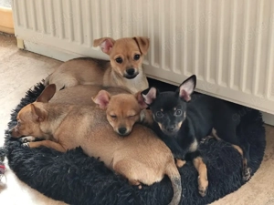 Russische toy Terrier Chihuahua Welpen suchen einen Platz für immer