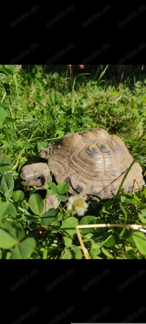 Griechische Landschildkröte 