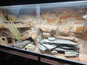 Leopardgeckos (4) mit Terrarium 160x50x77