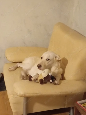 Labrador sucht jemand mit Grobe Herz