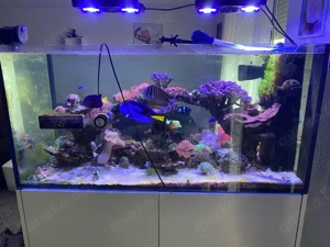 Meerwassef Aquarium Komplett 