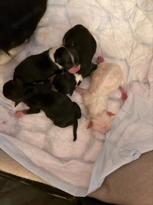 Reinrassige Chihuahua-Welpen.