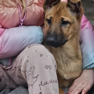 X-Herder + Mali Welpe 1 Hündin 