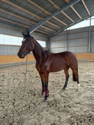 wallach mit viel Potenzial am sprung Bild 4