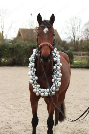 wallach mit viel Potenzial am sprung