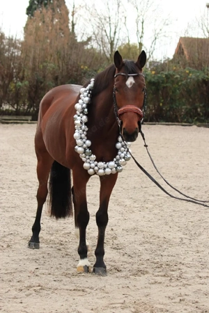 wallach mit viel Potenzial am sprung Bild 3