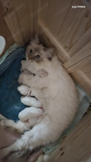 Heilige Birma Kitten