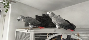 Graupapageien Paar mit Papiere und Zubehör 