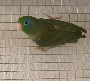 Verkaufe Pärchen Sperlingspapageien