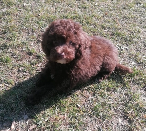 Reinrassige Toypudel Welpen Schoko Braun mit Ahnentafel 