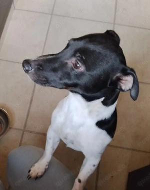 Jack Russell Rüde (8 Monate), sucht liebevolles Zuhause