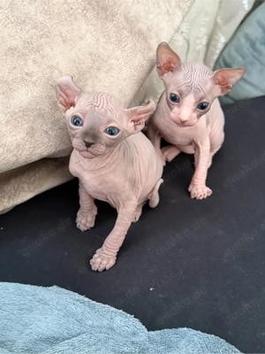 Wunderschöne Elf Sphynx Babys zur Reservierung