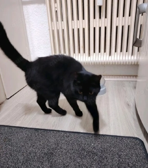 Junger Kater Shadow 2 Jahre