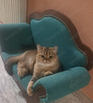 BKH Katze 2 Jahre  , Kitten 015756449437