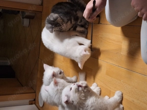 Main Coon Mixe Kitten