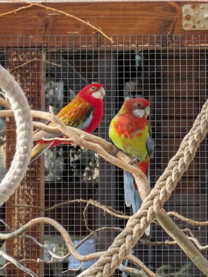 Rosella Zuchtpaar 