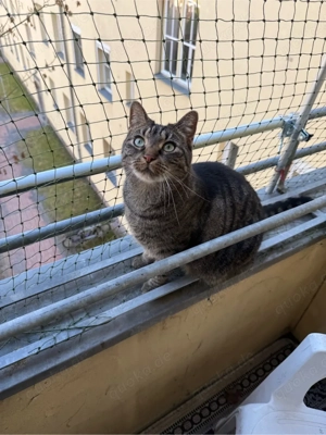 Liebevolle Katze (ca. 5 Jahre) sucht ruhiges Zuhause als Einzelprinzessin