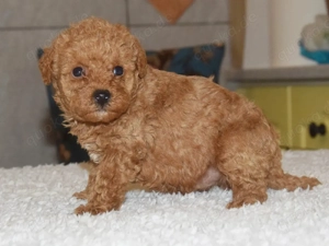 Wunderschöner Miniatur Pudel Rüde   Rot   6 Wochen alt