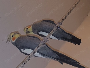 Nymphensittiche  brut  bereit  zum  abgeben   Bild 3