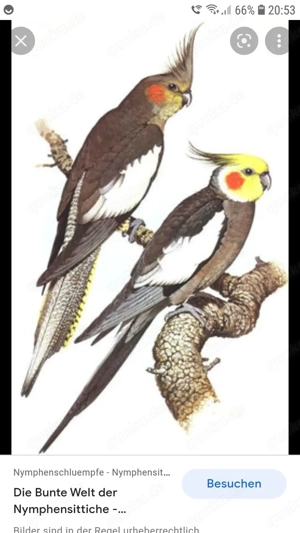 Nymphensittiche  brut  bereit  zum  abgeben  