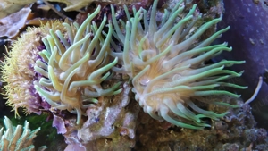 Grüne Anemone, Meerwasser 