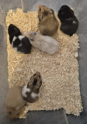 Hamsterbabys Gold Teddy