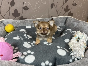Chihuahua Welpen