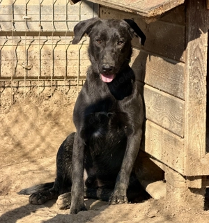 Vadim, z. Zt. in Ungarn, ist ein typischer Welpe. 