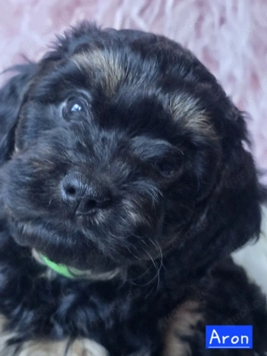 Aron sucht liebevolle Familie 