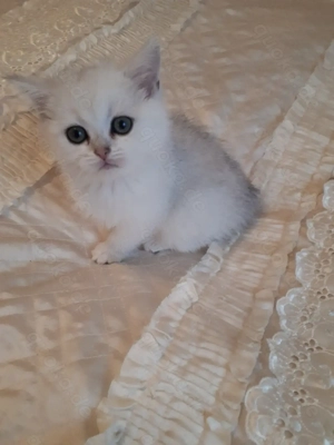 Wunderschöne BKH Kitten mit Stammbaum ( männl.)