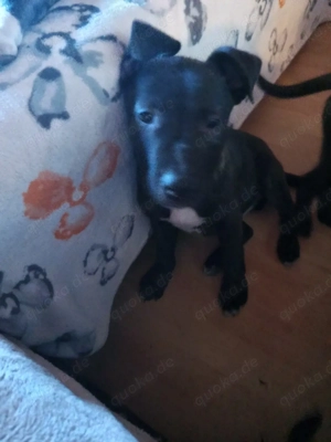 niedliche Welpen abzugeben