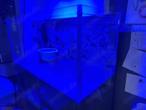 Meerwasseraquarium  Bild 2