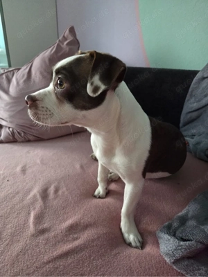 Jack Russel - Bosten Terrier Hündin 